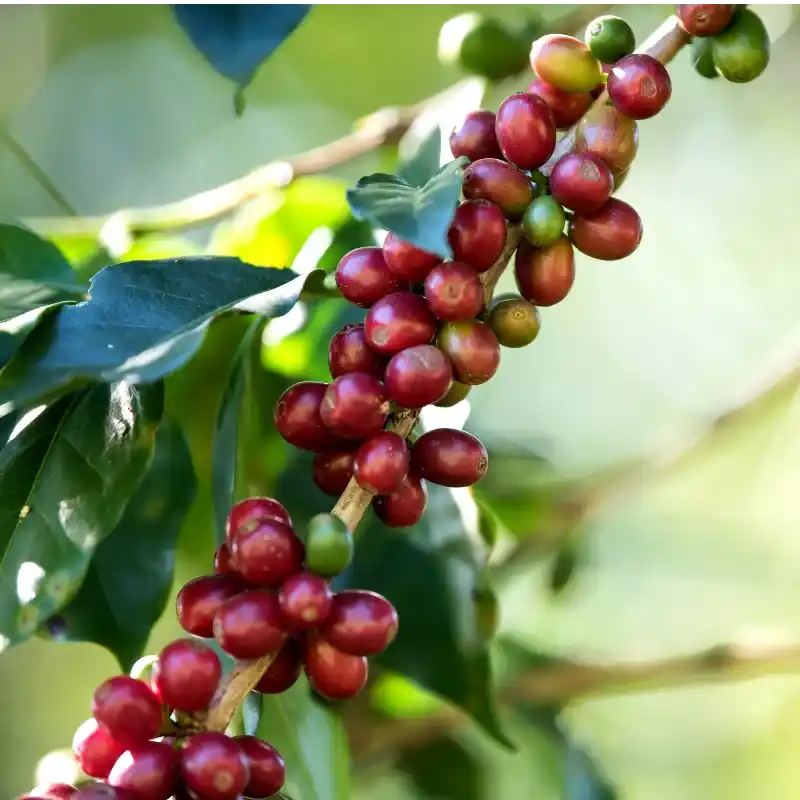 Cafetal, planta de café, café de origen, edición especial de café de Salgar Antioquia, café de origen colombiano