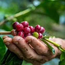 Mujer cafetera, manos en cafetal, manos de mujer en cafetal, manos recogiendo café, manos de mujer recogiendo cafe